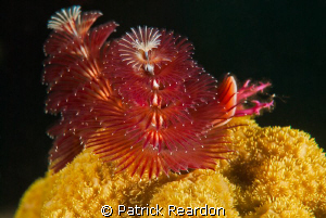 Coral and worms. by Patrick Reardon 